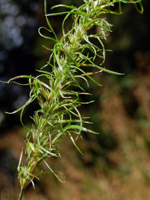 Poháňka hřebenitá (Cynosurus cristatus L.), proliferace květů