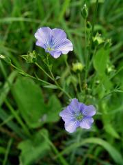 Len setý (Linum usitatissimum L.)