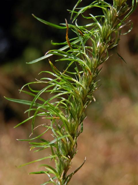 Poháňka hřebenitá (Cynosurus cristatus L.), proliferace květů