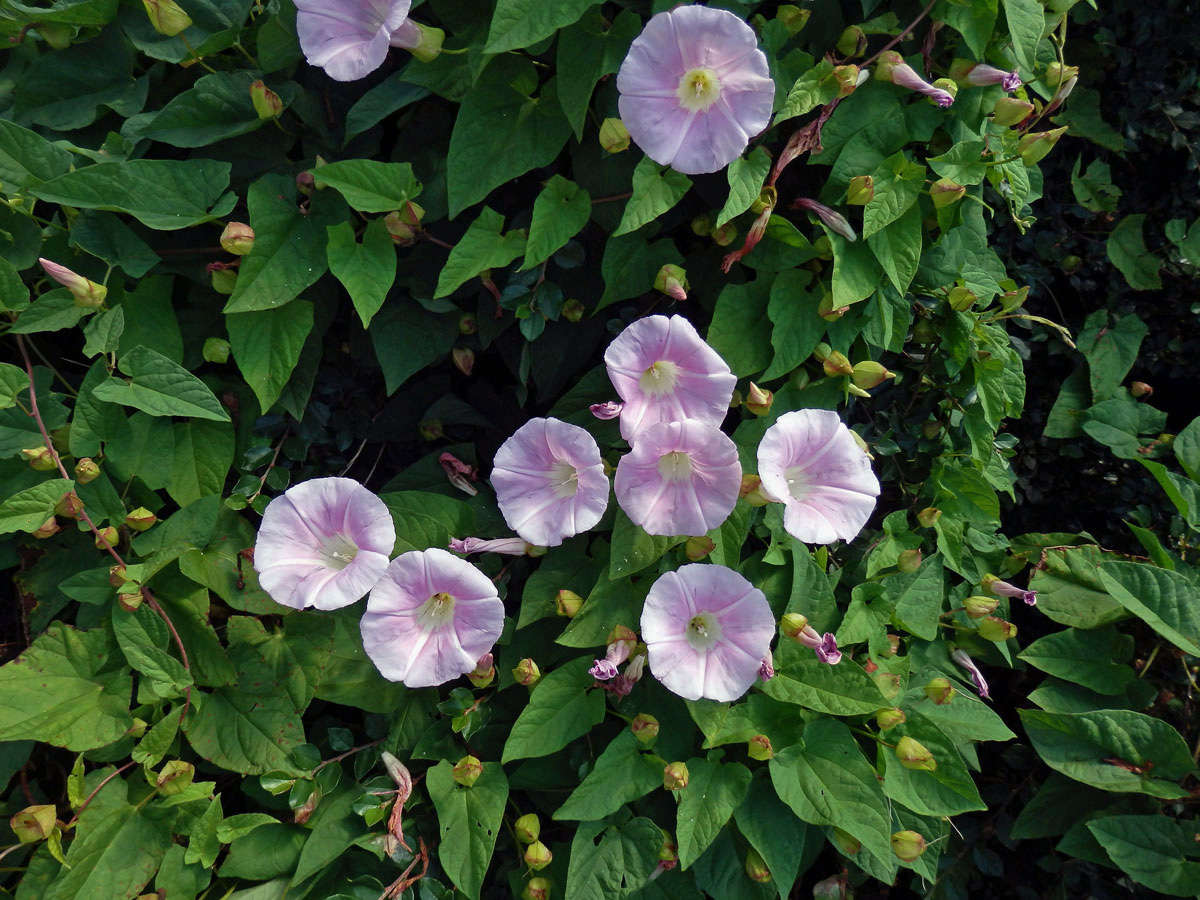 Opletník sličný (Calystegia pulchra Brummittet Heywood)