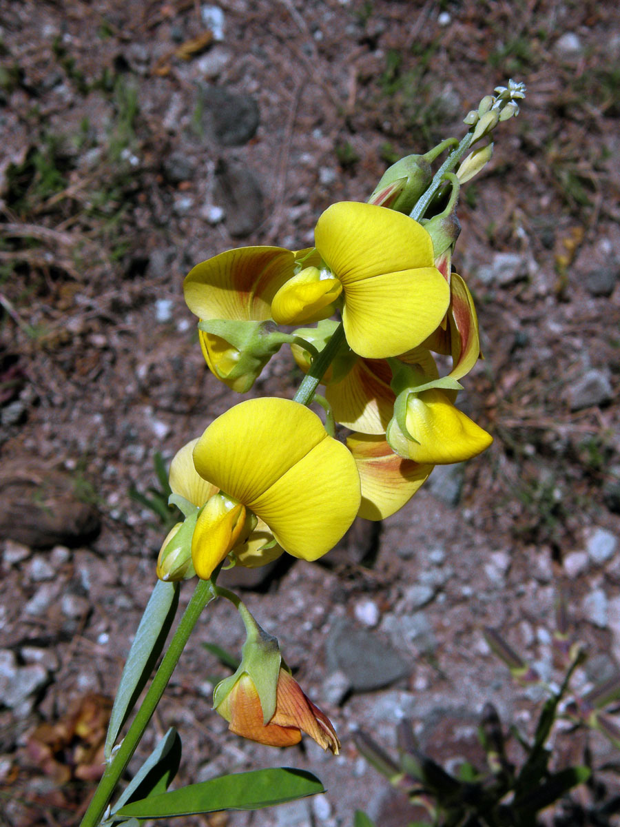 Chřestnatec (Crotalaria retusa L.)