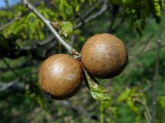 Hálky žlabatky duběnkové (Andricus collari)