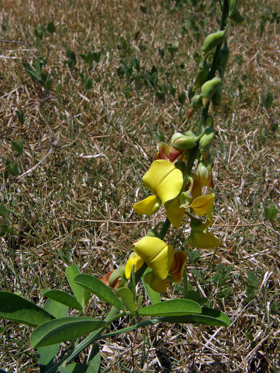 Chřestnatec (Crotalaria retusa L.)