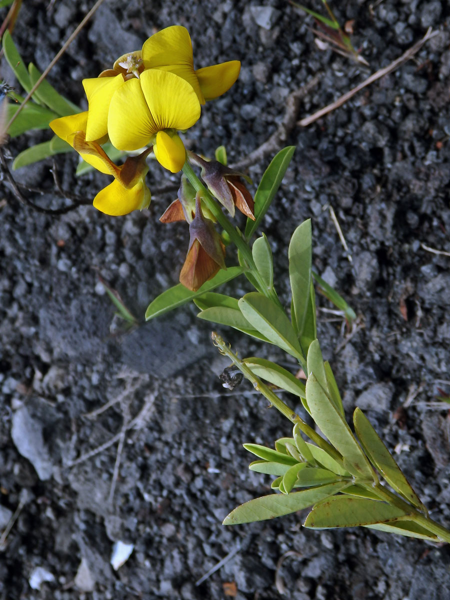 Chřestnatec (Crotalaria retusa L.)