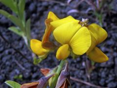 Chřestnatec (Crotalaria retusa L.)