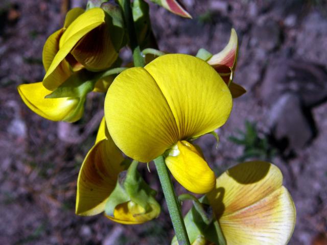 Chřestnatec (Crotalaria retusa L.)