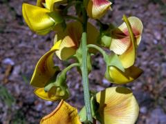 Chřestnatec (Crotalaria retusa L.)