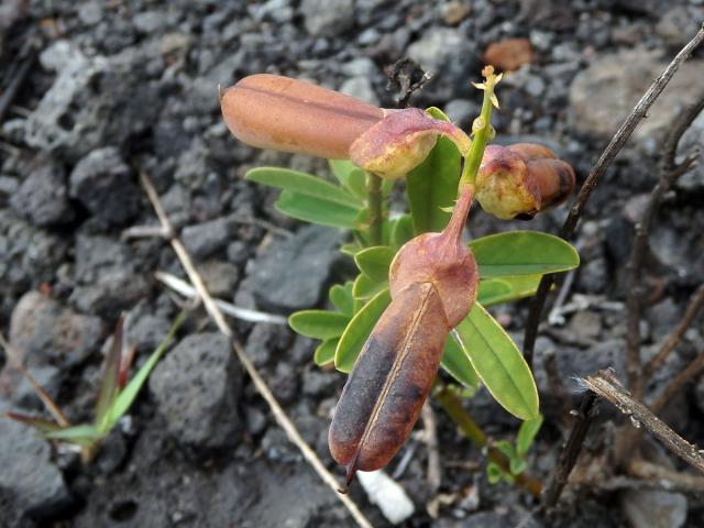 Chřestnatec (Crotalaria retusa L.)