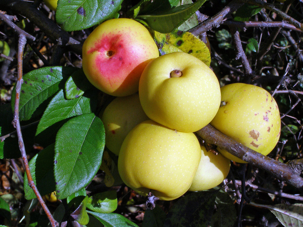 Kdoulovec ozdobný (Chaenomeles speciosa (Sweet) Nakai)