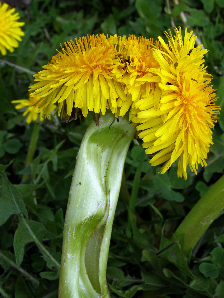 Smetánka lékařská (Teraxacum officinale L.) - fasciace stonku (17)