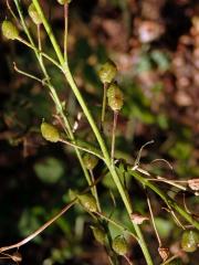 Rukevník východní (Bunias orientalis L.)