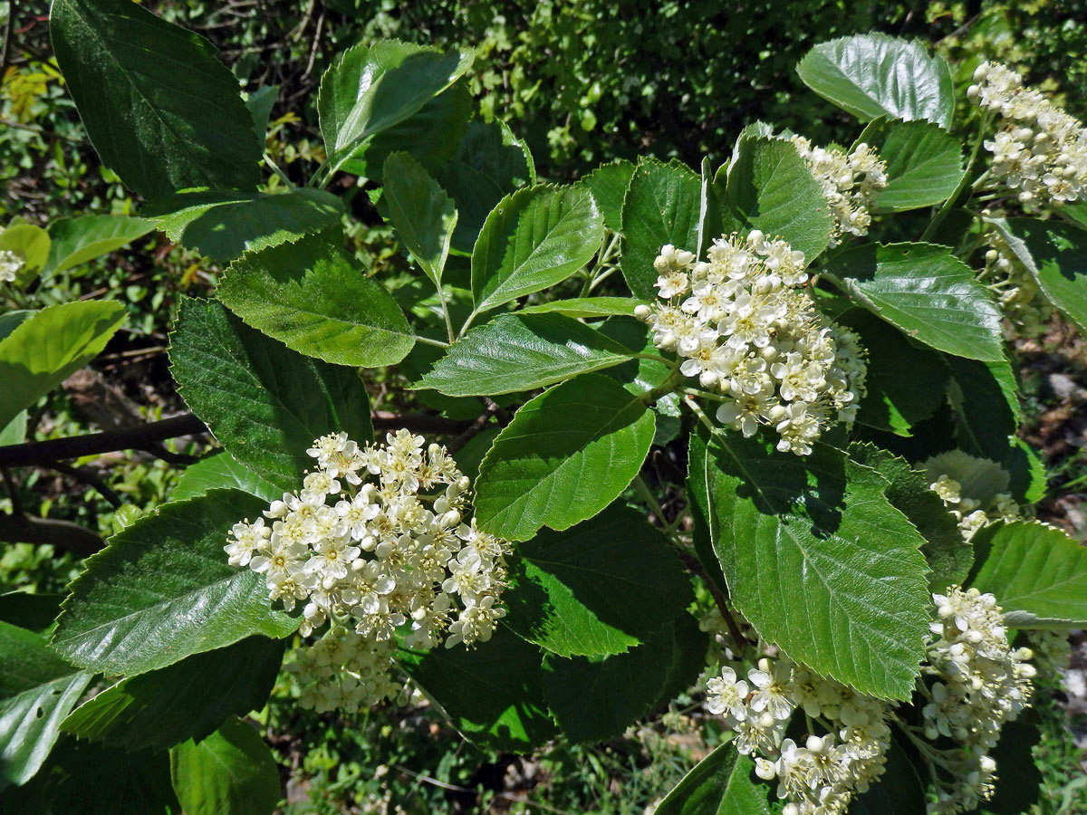 Jeřáb krasový (Sorbus eximia Kovanda)