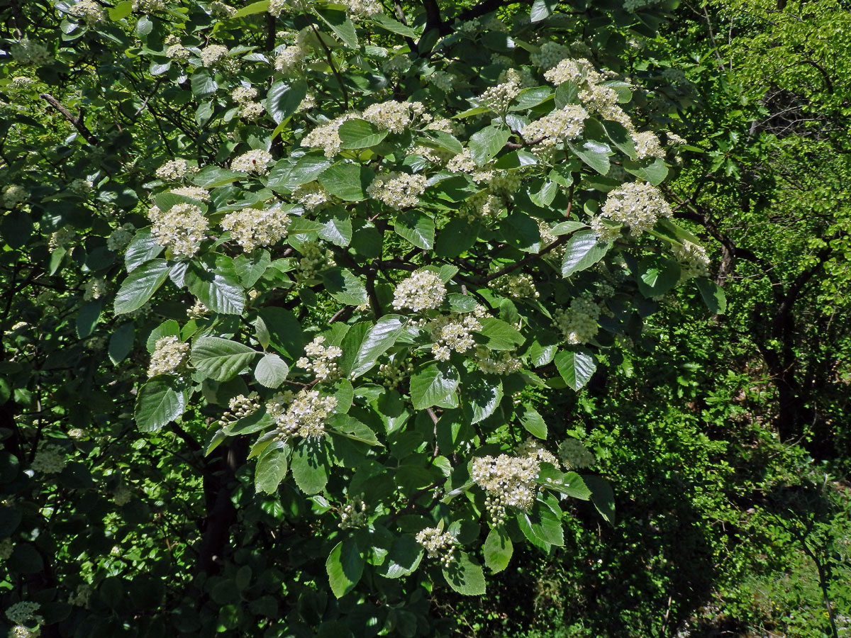 Jeřáb krasový (Sorbus eximia Kovanda)