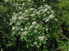 Jeřáb krasový (Sorbus eximia Kovanda)