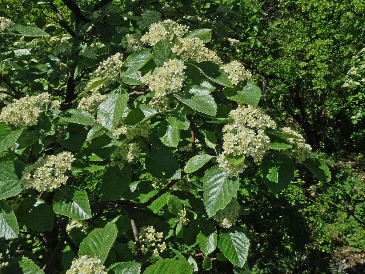 Jeřáb krasový (Sorbus eximia Kovanda)