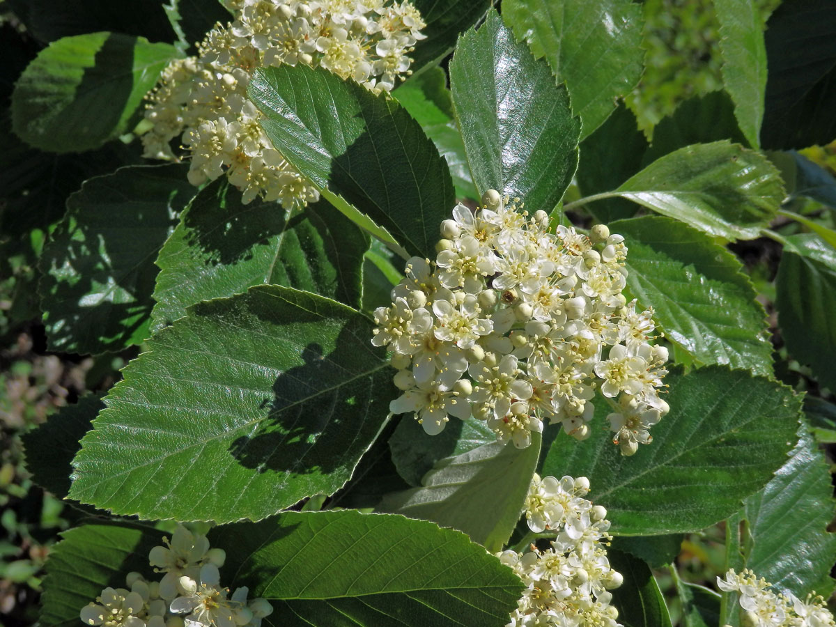 Jeřáb krasový (Sorbus eximia Kovanda)