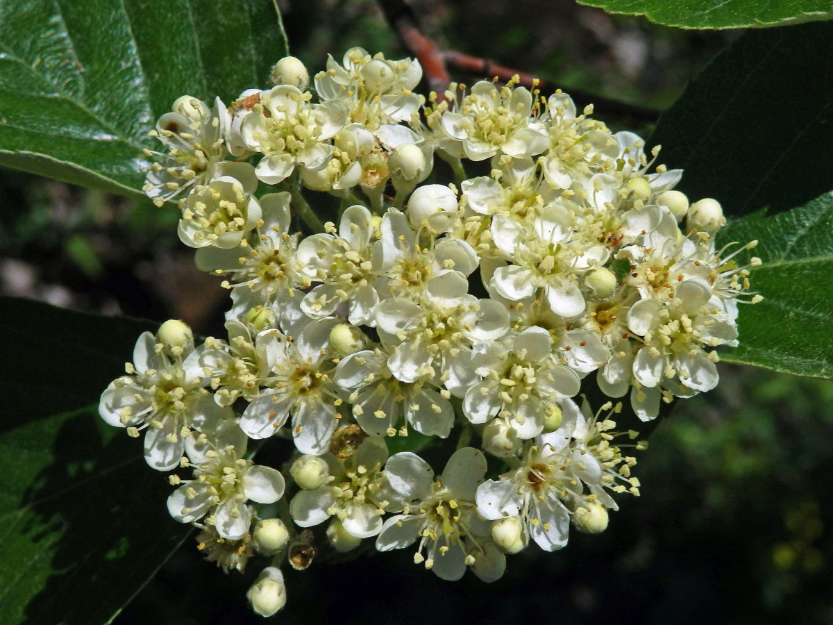 Jeřáb krasový (Sorbus eximia Kovanda)