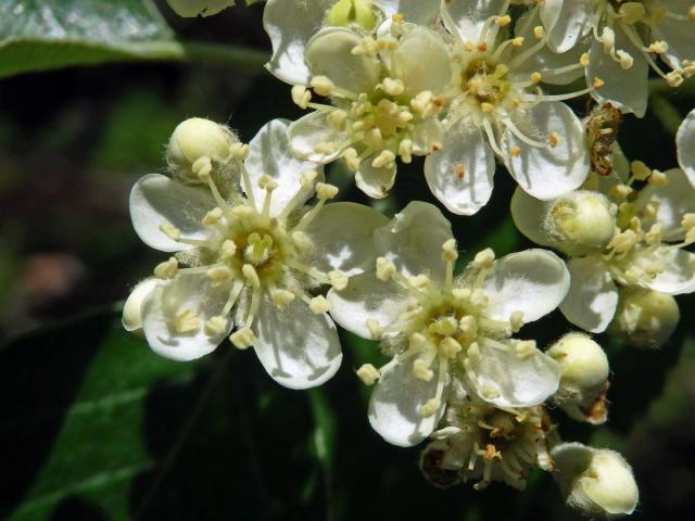 Jeřáb krasový (Sorbus eximia Kovanda)