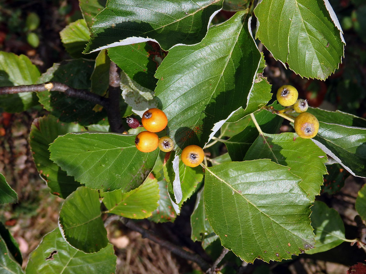 Jeřáb krasový (Sorbus eximia Kovanda)