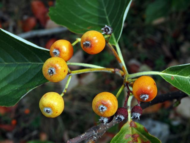 Jeřáb krasový (Sorbus eximia Kovanda)