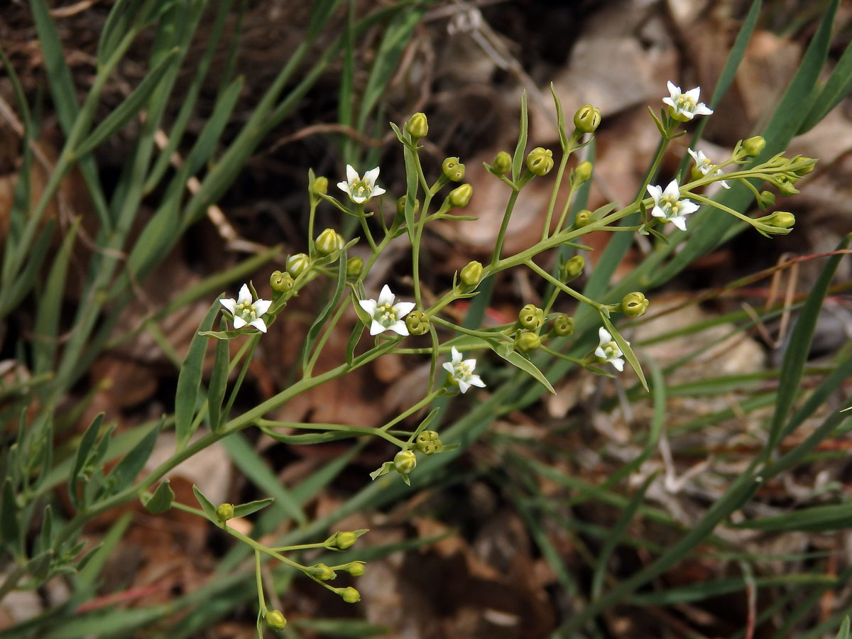 Lněnka lnolistá (Thesium linophyllon L.)