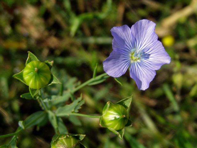 Len setý (Linum usitatissimum L.)