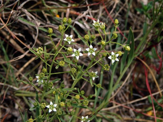 Lněnka lnolistá (Thesium linophyllon L.)