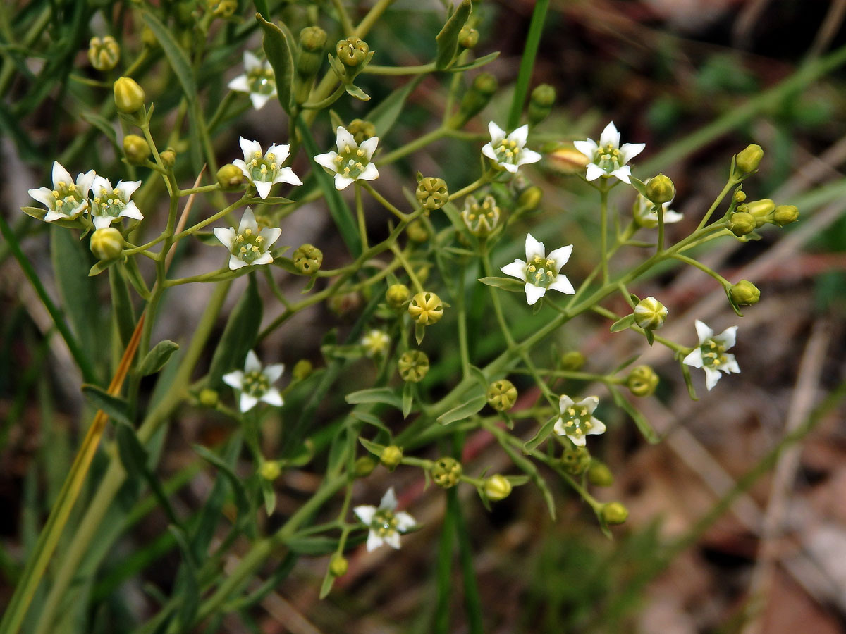 Lněnka lnolistá (Thesium linophyllon L.)