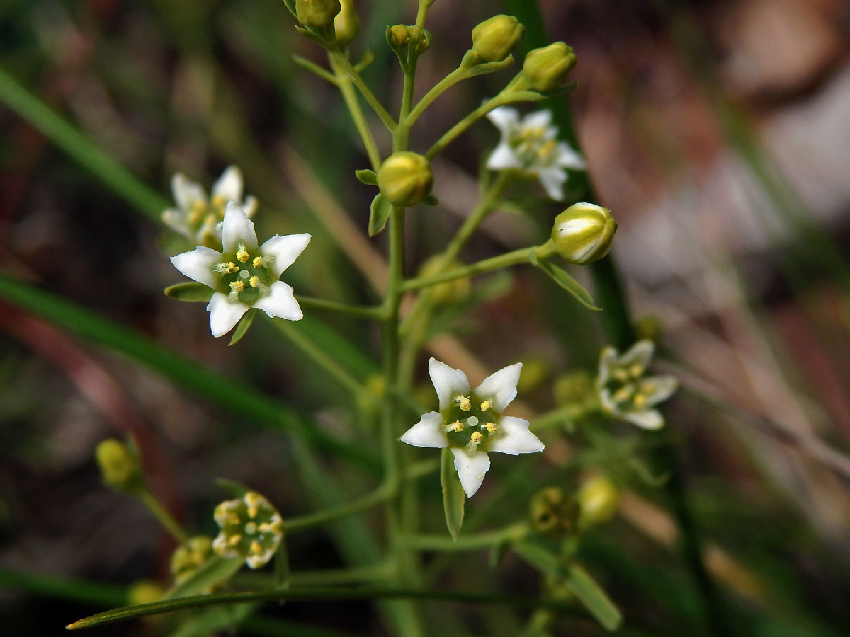 Lněnka lnolistá (Thesium linophyllon L.)