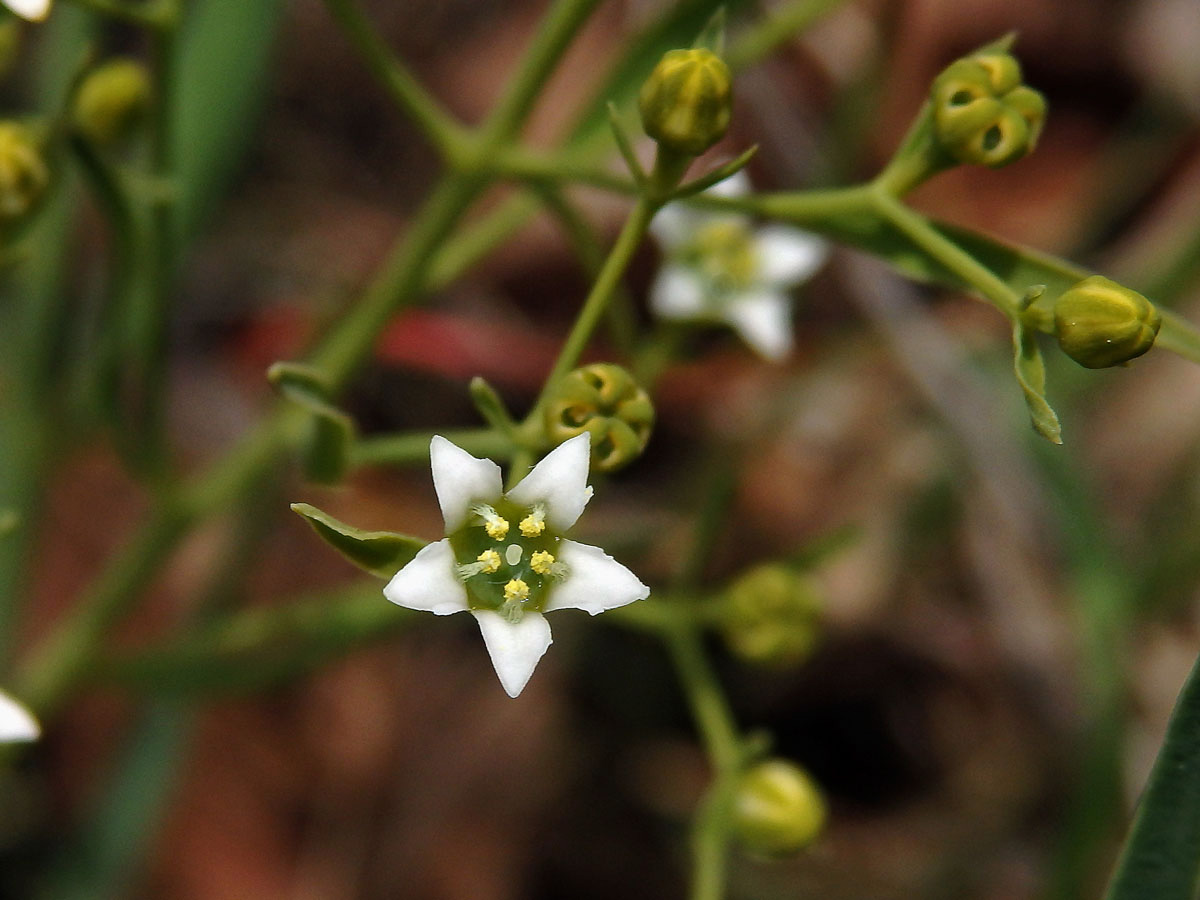 Lněnka lnolistá (Thesium linophyllon L.)