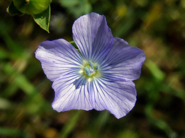 Len setý (Linum usitatissimum L.)