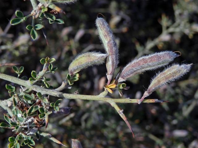 Čilimka vlnatá (Calicotome villosa (Poir.) Link.)