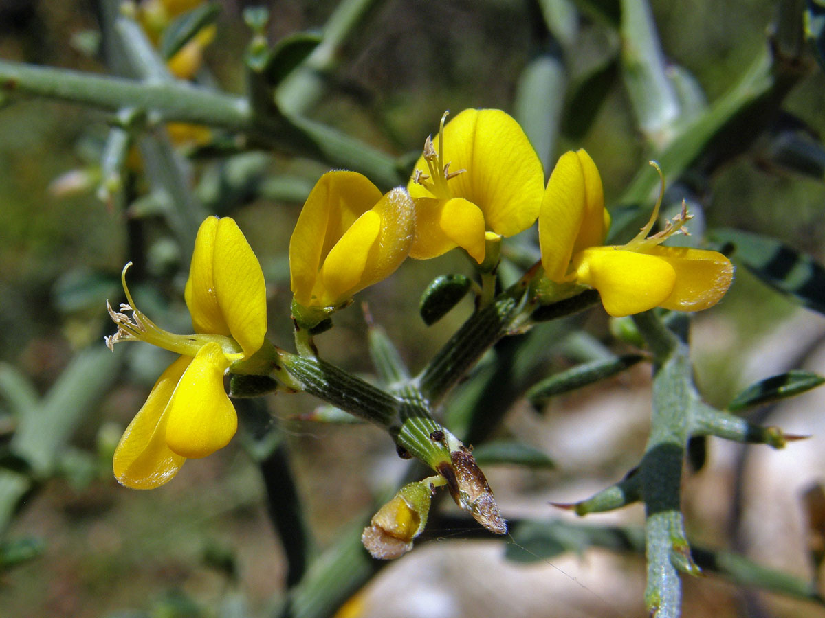 Čilimka trnitá (Calicotome spinosa (L.) Link.)