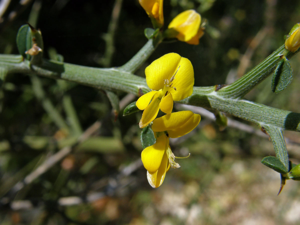 Čilimka trnitá (Calicotome spinosa (L.) Link.)