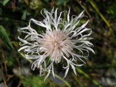 Chrpa luční (Centaurea jacea L.) - květenství s minimálním obsahem pigmentu (1)