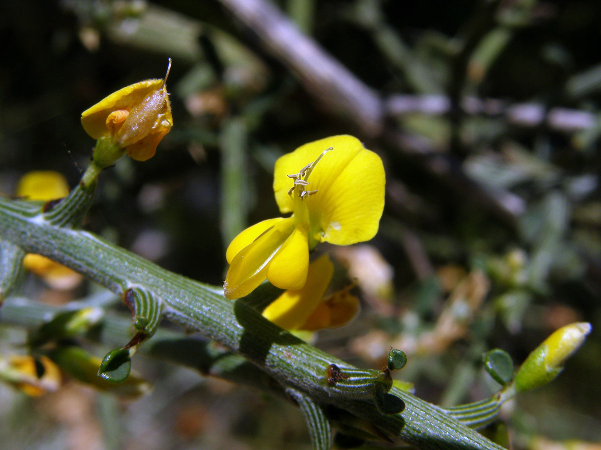 Čilimka trnitá (Calicotome spinosa (L.) Link.)