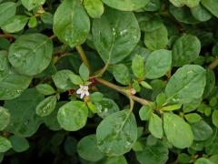 Trojkvětka (Trianthema portulacastrum L.)