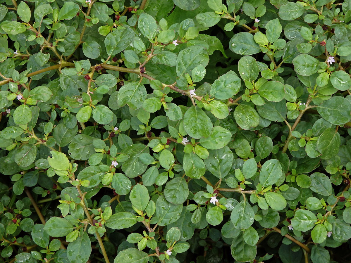 Trojkvětka (Trianthema portulacastrum L.)