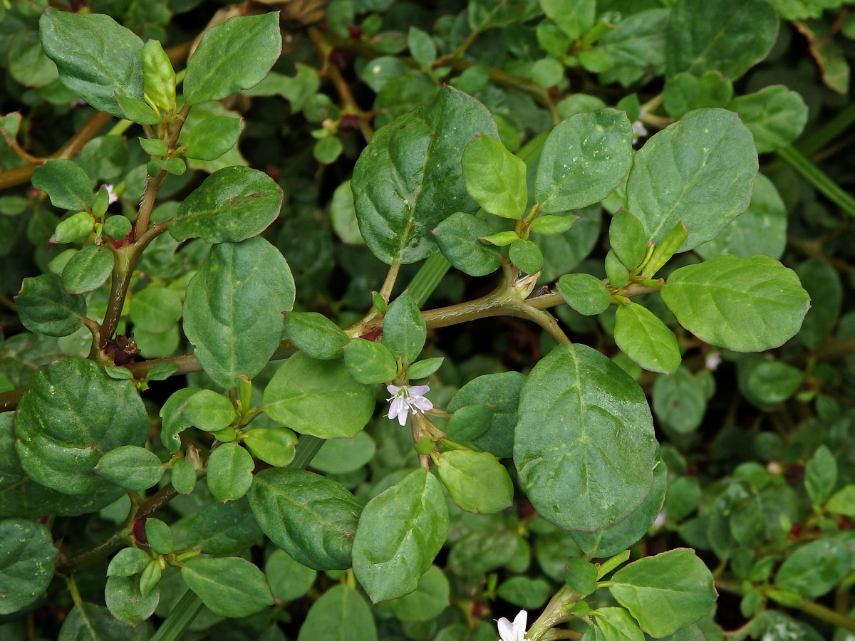 Trojkvětka (Trianthema portulacastrum L.)