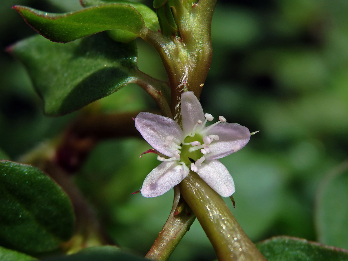 Trojkvětka (Trianthema portulacastrum L.)