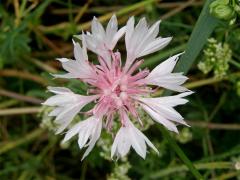 Chrpa modrá (Centaurea cyannus L.) - květenství světle růžové barvy (1)