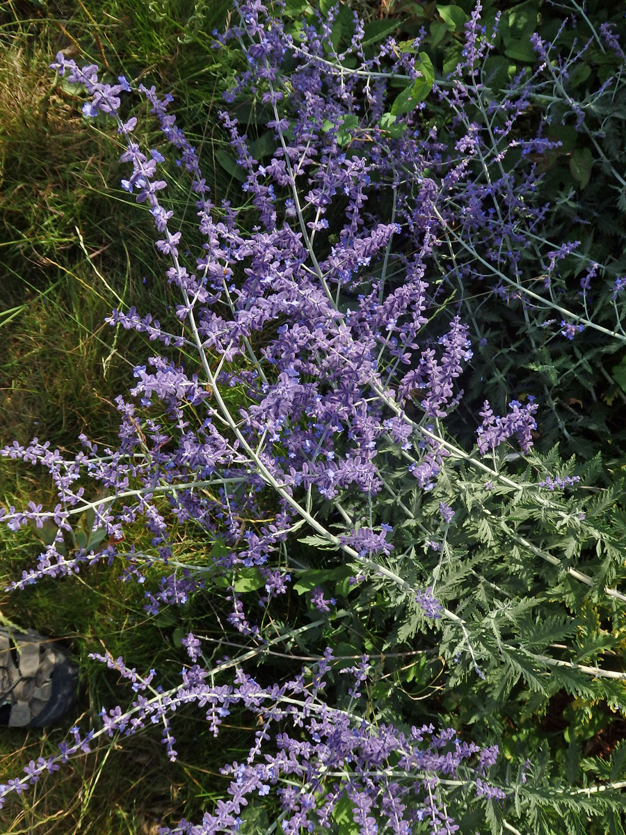 Perovskie (Perovskia abrotanoides Kar.)