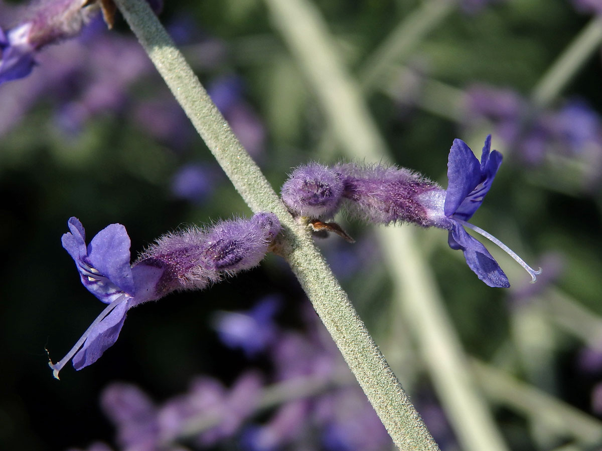 Perovskie (Perovskia abrotanoides Kar.)