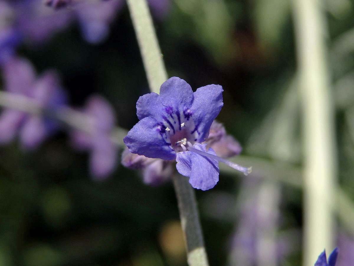 Perovskie (Perovskia abrotanoides Kar.)