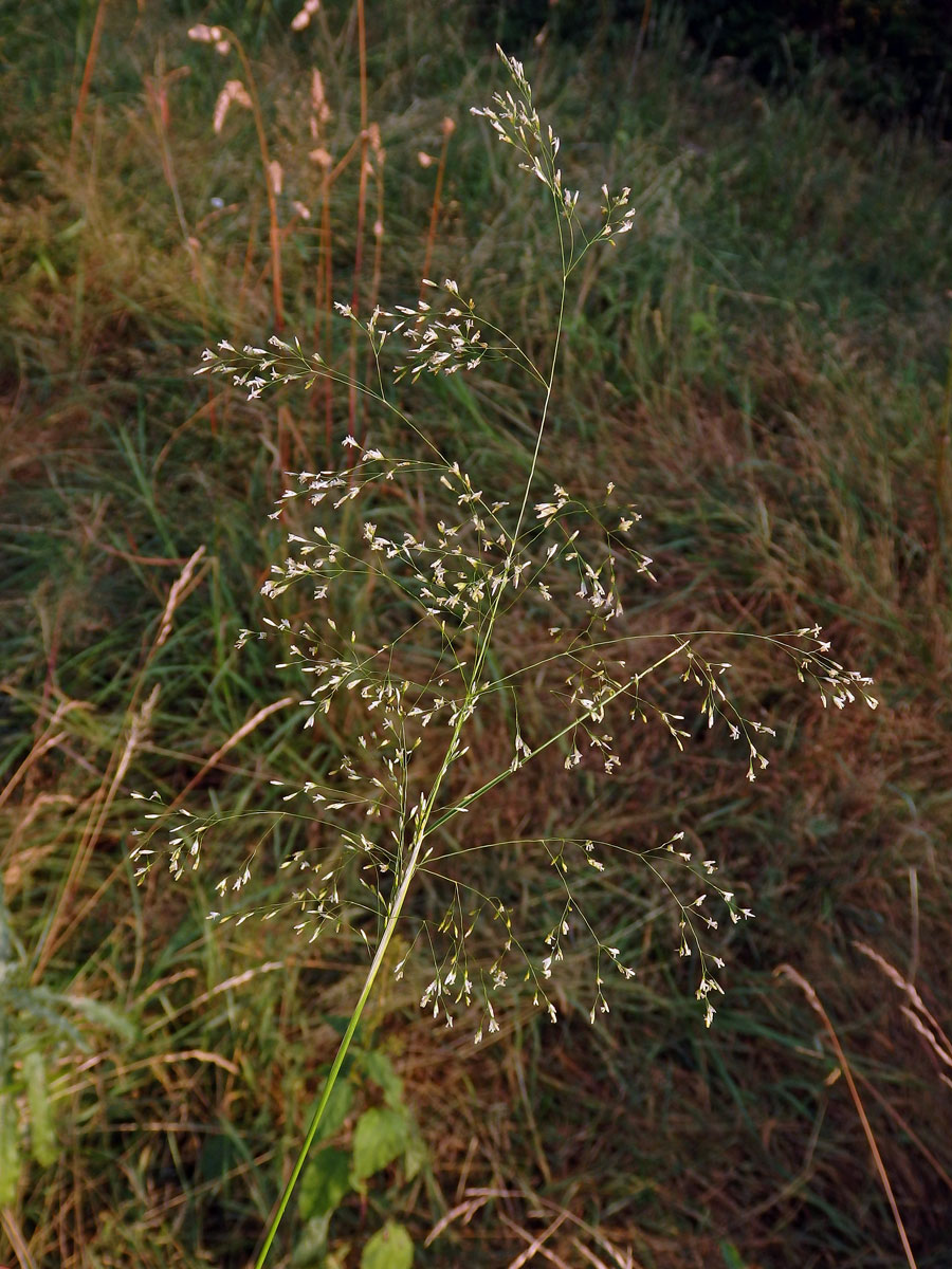 Metlice trsnatá (Deschampsia cespitosa (L.) P. Beauv.)