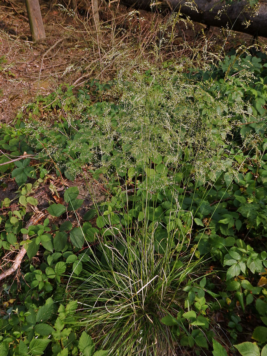 Metlice trsnatá (Deschampsia cespitosa (L.) P. Beauv.)