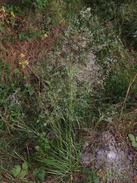 Metlice trsnatá (Deschampsia cespitosa (L.) P. Beauv.)