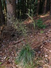 Metlice trsnatá (Deschampsia cespitosa (L.) P. Beauv.)