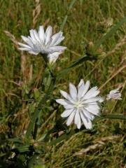 Čekanka obecná (Cichorium intybus L.) - květenství bez barviva (1a)