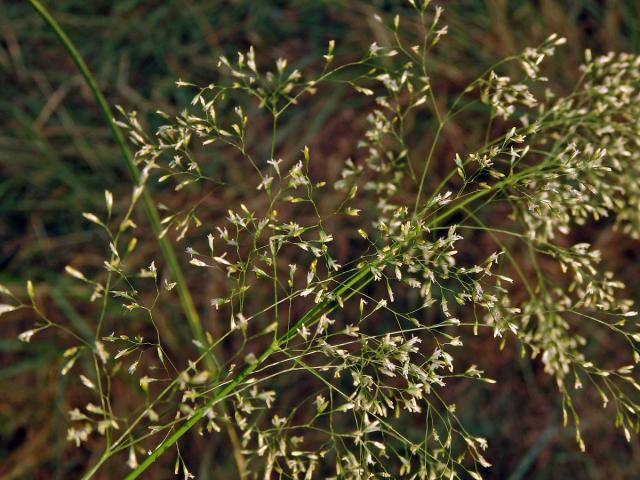 Metlice trsnatá (Deschampsia cespitosa (L.) P. Beauv.)